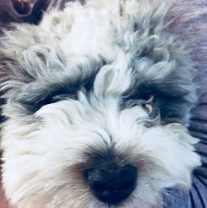 Meet your Posher, Dallas